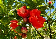 Neve Monosson Pomegranate Flower . High Quality 4k Footage