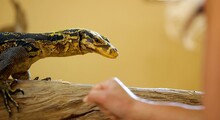 Varan Dans Un Zoo Avec Main De Femme - Reptile Lézard