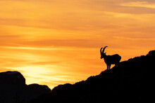 Alpine Ibex Is Looking On Sunset. Ibex In Switzerland Alps. Wildlife In Mountains. 