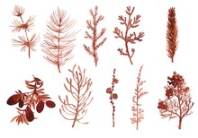 Watercolor Coniferous Plants Twigs And Berries. Hand-painted Pine, Spruce, Juniper, Cypress, Larch, Berry Yew, Thuja.Elements Of Nature Design