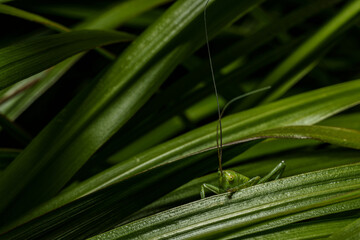 Close-Up of a green grasshopper sitting on a green leaf. Grasshopper in nature.