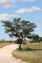 Open Dirt Road And Tree With  Sociable Weaver Nests In The Kgalagadi, South Africa