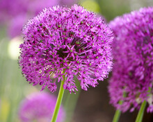 Two Pink Buds Of Ornamental Onion Grows In The Garden. Side View. Allium. Round Lilac Flowers