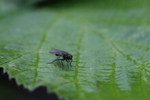 A Closeup Of A Fly That Has Landed On A Wet Leaf In A Garden After A Heavy Downpour Of Rain