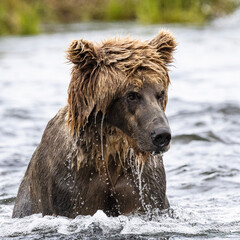 Wall Mural - alaskan brown bear in river with wet hair