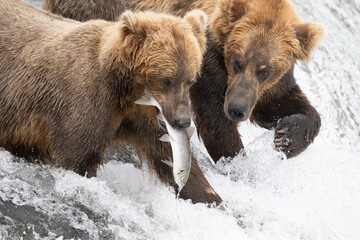 Wall Mural - two brown bears fighting over a salmon in the falls