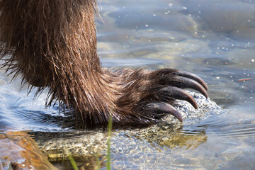 Wall Mural - alaskan brown bear close up of claw in the water