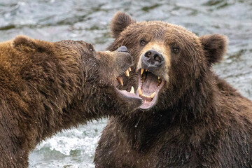 Wall Mural - two brown bears fighting in alaska portrait