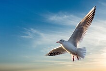 Beautiful Sunny Sky With White Clouds And Flying Seagull Birds