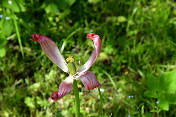 Wall Mural - view of a fading open tulip flower in natural conditions in the garden. completion of flowering. nat