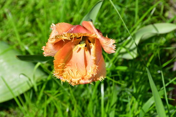 Wall Mural - view of a fading open tulip flower in natural conditions in the garden. completion of flowering. nat