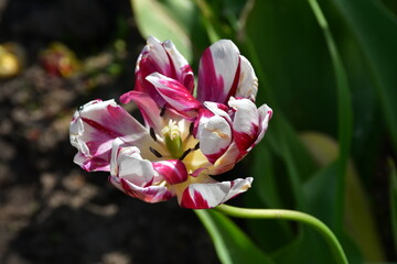 Wall Mural - view of a fading open tulip flower in natural conditions in the garden. completion of flowering. nat