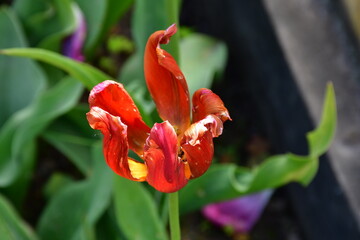 Wall Mural - view of a fading open tulip flower in natural conditions in the garden. completion of flowering. nat