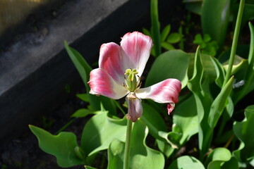 Wall Mural - view of a fading open tulip flower in natural conditions in the garden. completion of flowering. nat