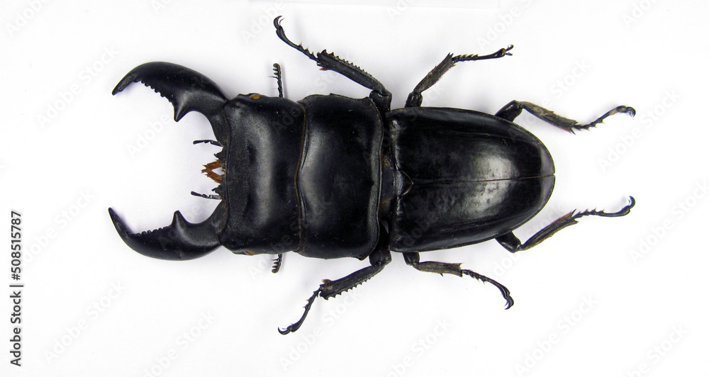 Bittal Insect Beetle, isolated on white, Real giant stag beetle, black color, Dorcus ...