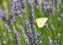 Phoebis Sennae, The Cloudless Sulphur Butterfly Drinking Nectar From Purple Lavender Flowers.