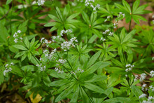 Galium Odoratum, Sweetscented Bedstraw, Is A Flowering Perennial Plant In The Family Rubiaceae