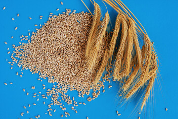 Wall Mural - grain wheat and spikelets on a blue background. Ukrainian grain and problems of blockade of ports.