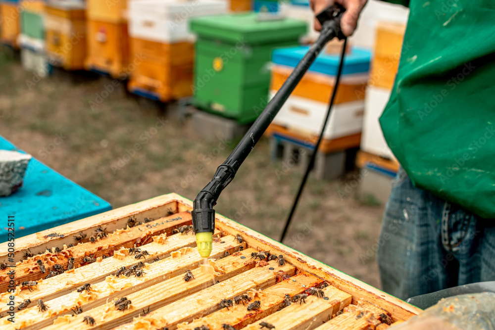 beekeeper treats the bees of the varroa mite. Diseases of bees and ...