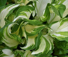 Canvas Print - leaves of a plant