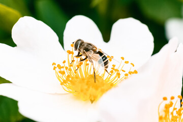 bee on flower