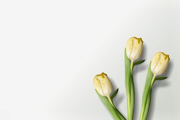 Poster - White flowers on white paper. Easter and spring background