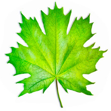 Illustration Of A Green Maple Leaf Isolated On A White Background
