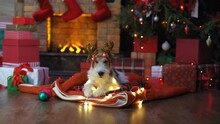 Dog Near Fireplace And Christmas Tree, Gift Boxes Inside Of Santa Claus Festive Interior Wooden House. New Year's Cheerful Mood Spirit Of Christmas. Suitable For A Greeting Card