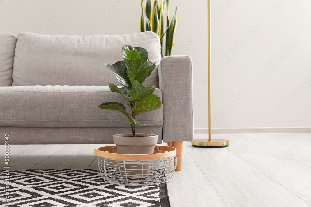 Comfortable sofa and houseplant in room