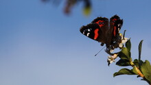 New Zealand Red Admiral Butterfly, Or Kahukura, Consuming Nectar From A Flowering Hedge. Landscape Orientation.