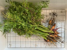 A Bunch Of Freshly Picked Raw Carrots Sitting In A Farmer's Sink