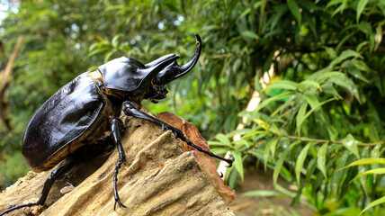 Close up of a Rhinoceros Beetle, Megasoma janus ramirezorum, sitting on a dead trunk