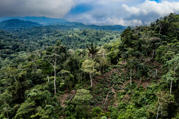 A small chacra or ranch, agriculture area, has been made in a cleared area of the Amazon forest