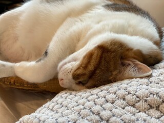 Cute baby girl sleeping pose, head curled up against the pillow, 2 years old Ms. Macaron, year 2022 Tokyo Japan summer