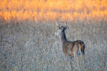 White-tailed Deer Buck (Odocoileus Virginianus) Standing In A Wisconsin Soybean Field