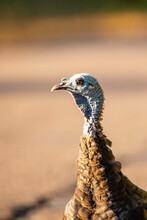 Close-up Of A Female Wild Turkey (Meleagris Gallopavo) In Wisconsin