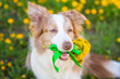 A blue-eyed red border collie dog  sits on a field of yellow dandelions in the summer in the park and holds a bouquet of flowers in his mouth