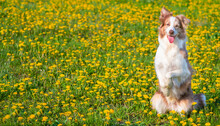 A Blue-eyed Red Border Collie Dog   Sits On Its Hind Legs In The Middle Of A Green Field With Yellow Flowers