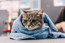 The Cat Is Warmed In A Towel.