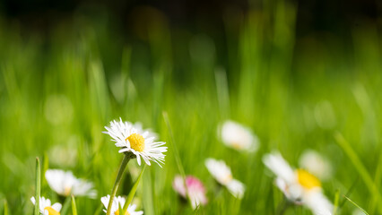 daysies in a green summer field, closeup view and copy space