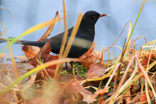 A Male Blackbird (Turdus Merula) Looking For Food On The Ground