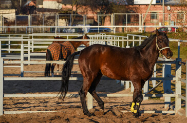 Poster - brown two horses in the stable