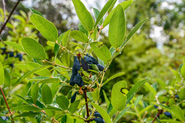 Canvas Print - early blue honeysuckle berries on the Bush