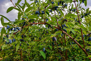 Canvas Print - early blue honeysuckle berries on the Bush