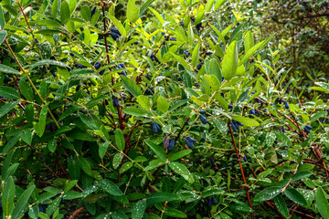 Canvas Print - early blue honeysuckle berries on the Bush