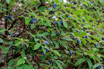 Canvas Print - early blue honeysuckle berries on the Bush