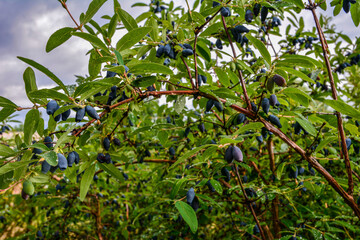 Canvas Print - early blue honeysuckle berries on the Bush