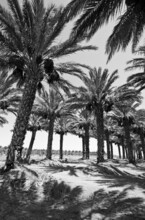 Deserted Date Palm Plantation
