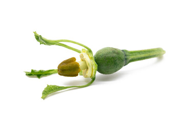 small pumpkin and blossom isolated on white background