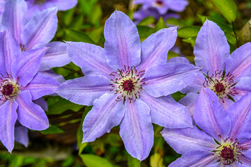 Canvas Print - Close-Up Purple Clematis Flowers .